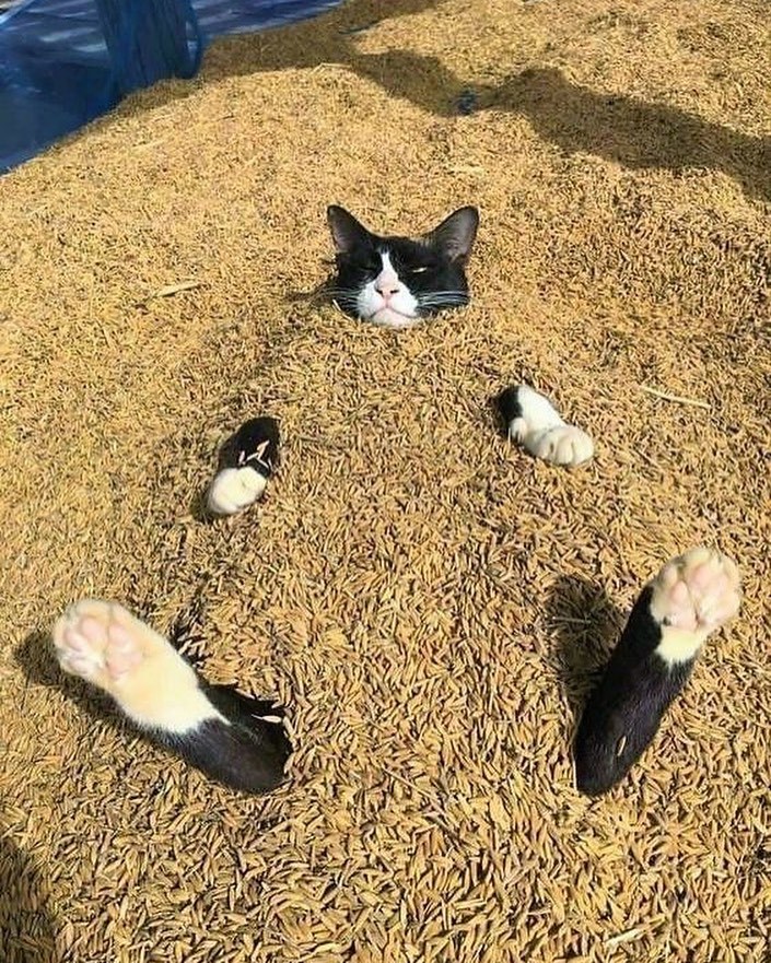 bro be chillin’ ​​​