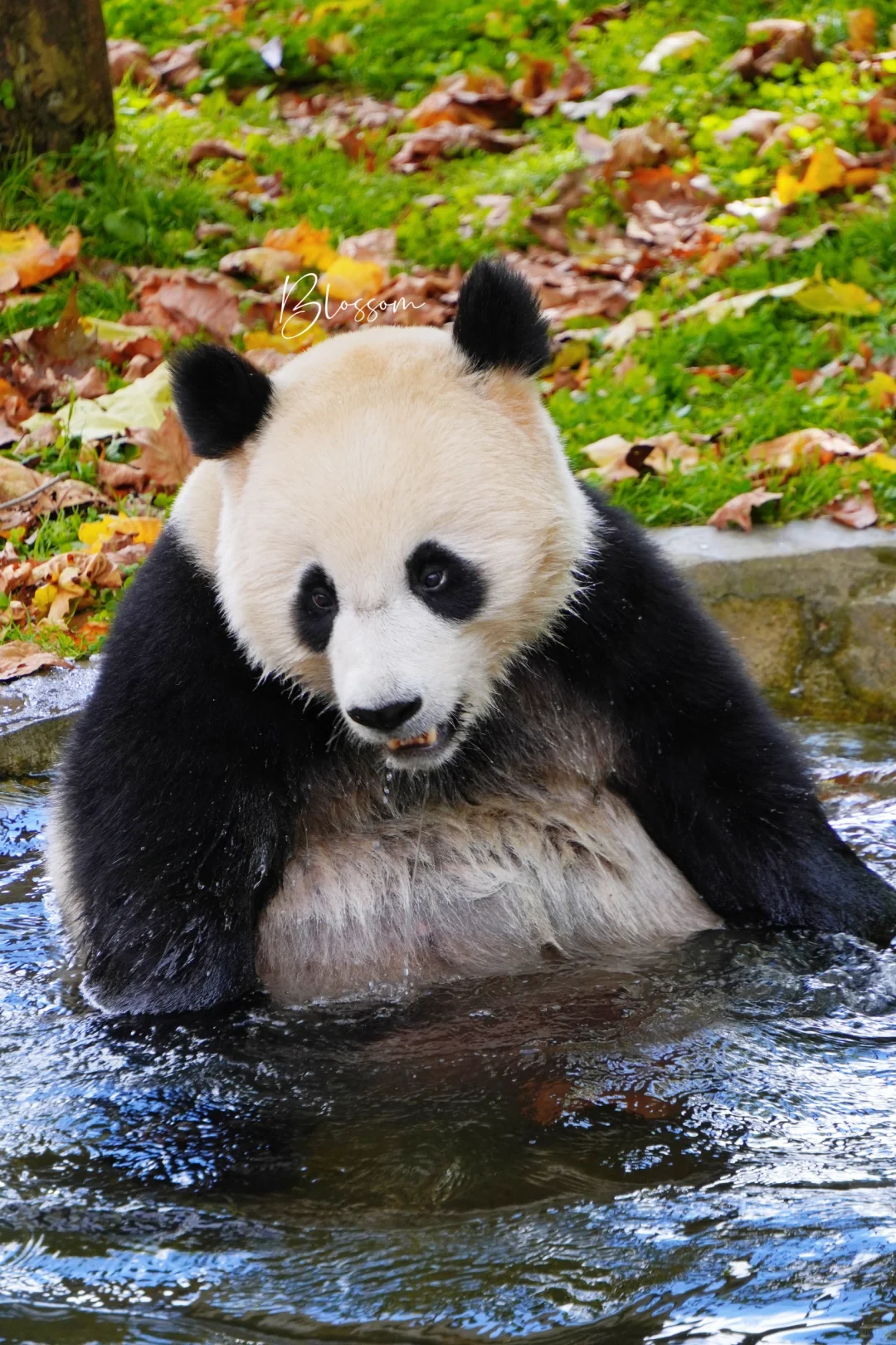 241027 糖妹玩水，好活泼哦