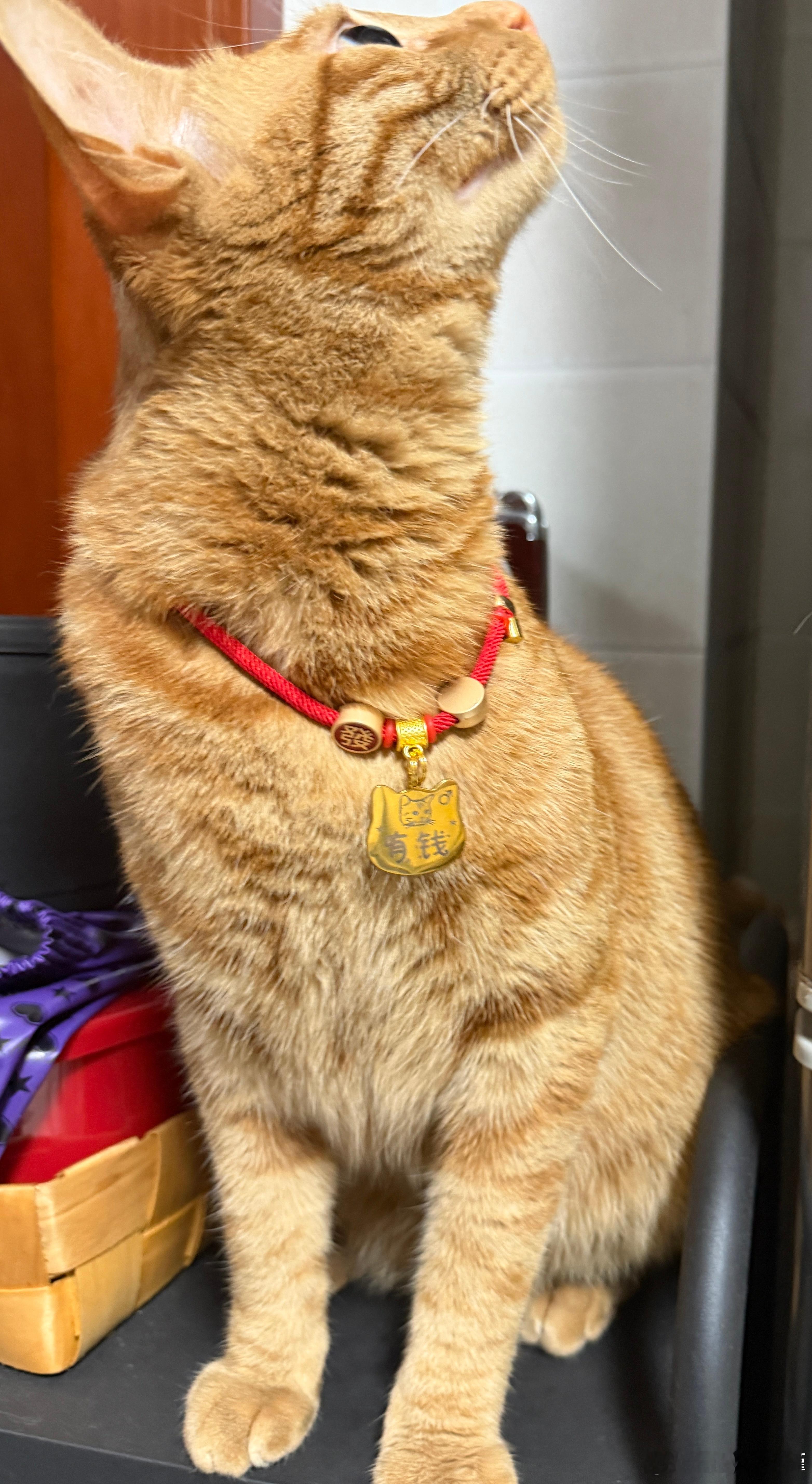 猫如其名 