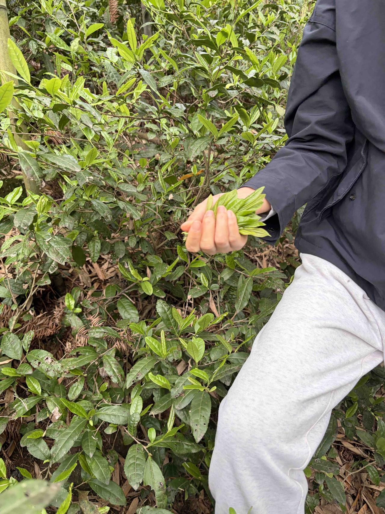 在家做红茶，也不难[呲牙]
昨天山上摘的大叶子野茶，萎凋一天，手工揉一个小时十分