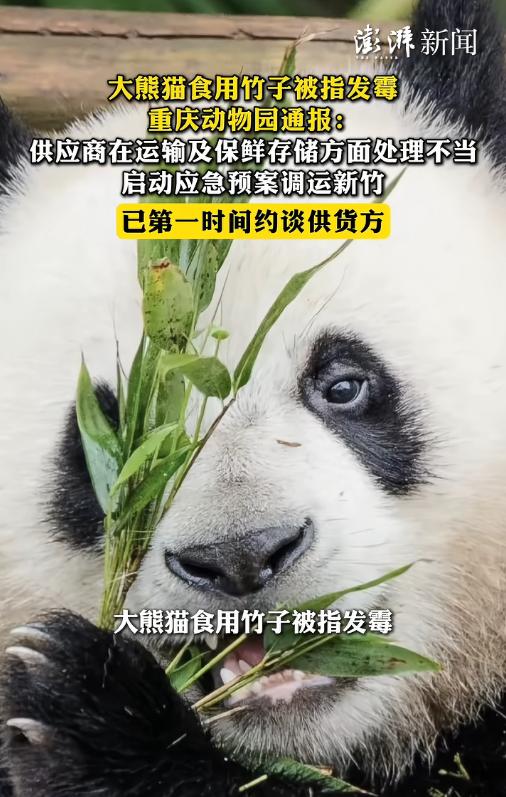 大熊猫吃的竹子被网友发现长黑斑疑发霉，园方深夜紧急通报：供应商运输保鲜处理不当致