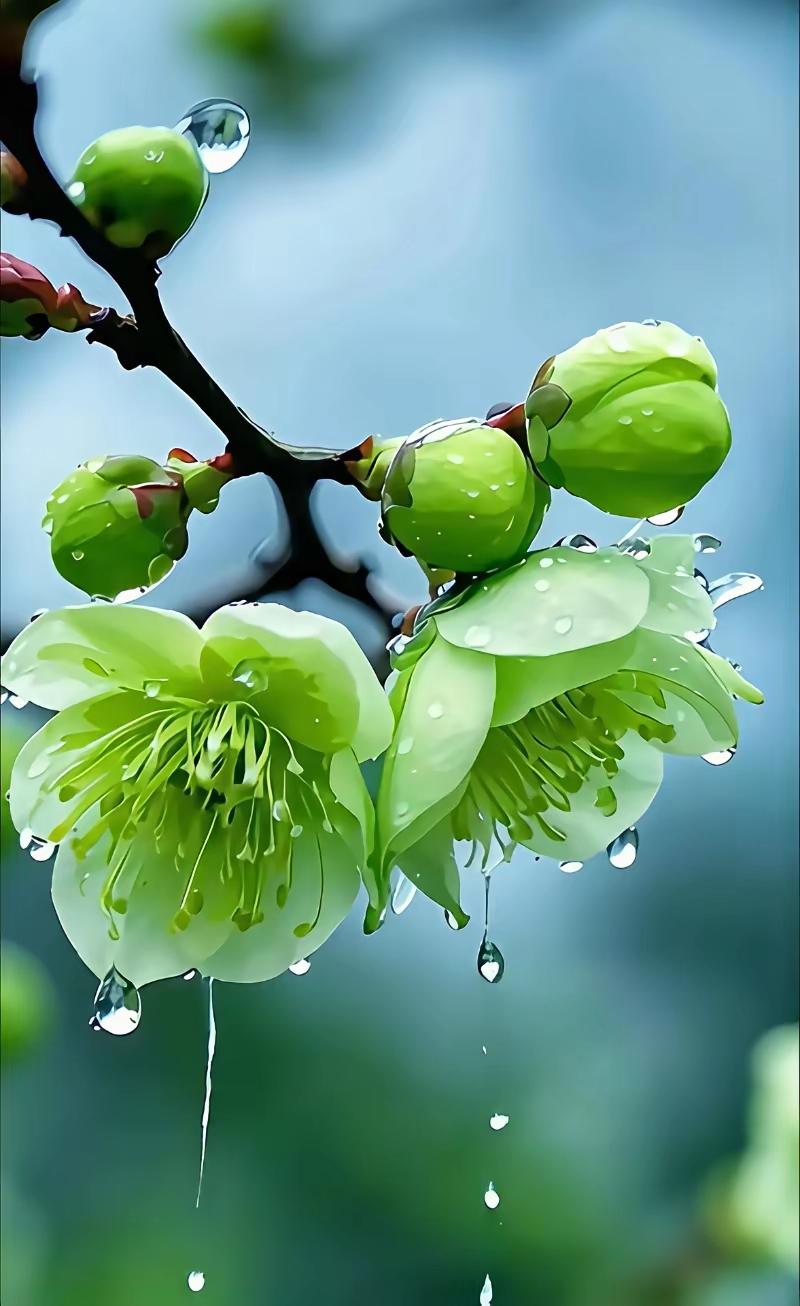 雨中新梅—原创
 
寒枝凝翠待春回，
嫩蕊含珠带雨开。
不与群芳争艳色，
一身清