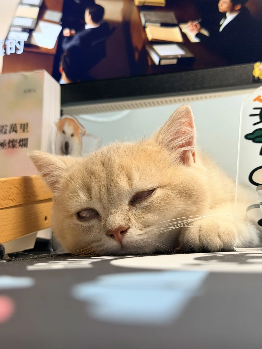 丧尸小咪🧟