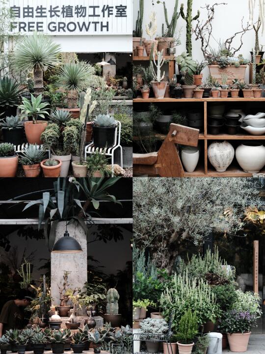 在深圳，开一家这样的植物店到底要多少钱 ？