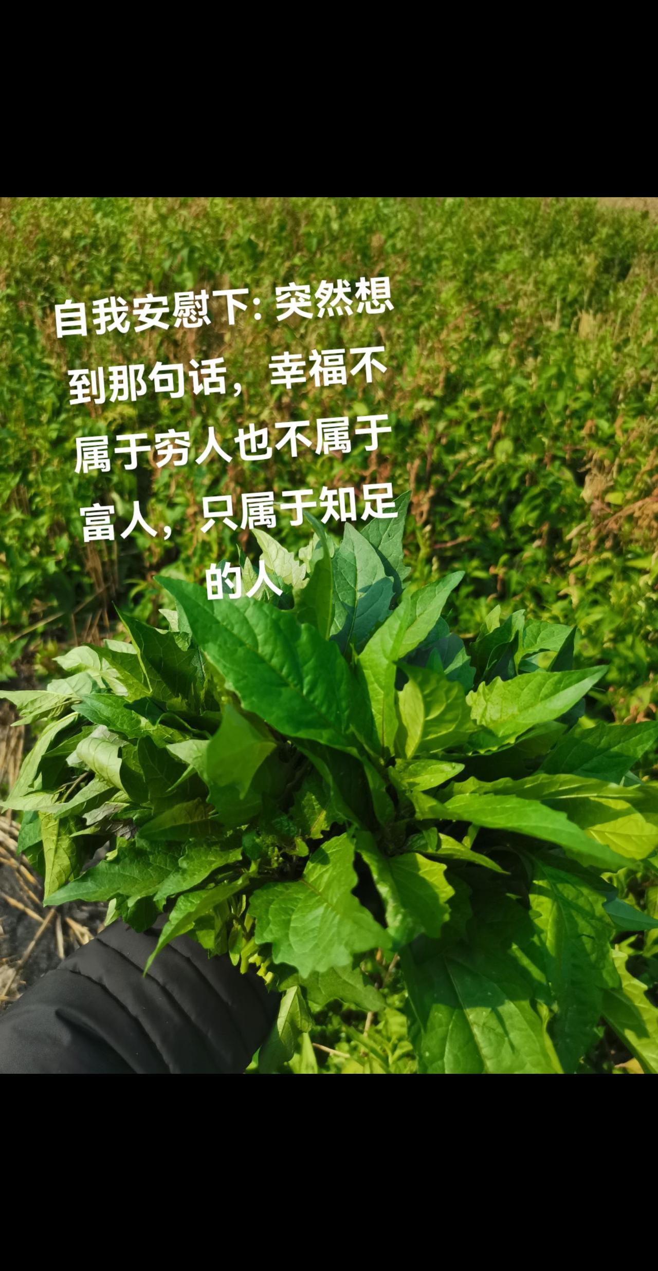 🔆 ✐ ᵕ̈ ᴹᴼᴿᴺᴵᴺᴳ🐬
🍥🍥🍥🍥🍥
不一定每天都很好
田间
