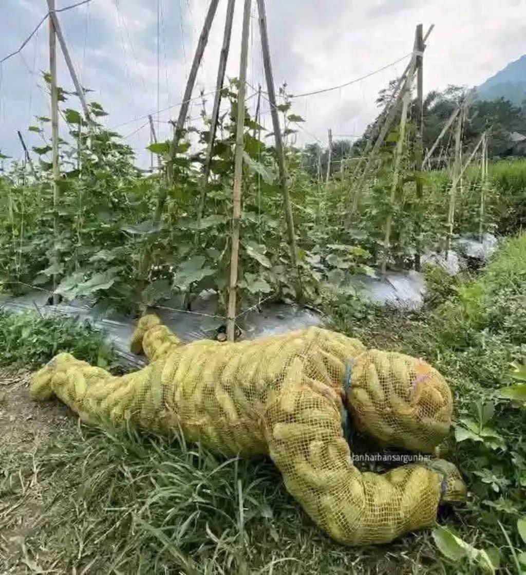 把这个种在地里能长出什么[恐惧][恐惧]