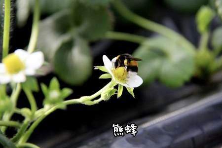 熊蜂核心经济价值（分四大板块，最核心是设施农业授粉）
 
一、设施果蔬授粉（第一
