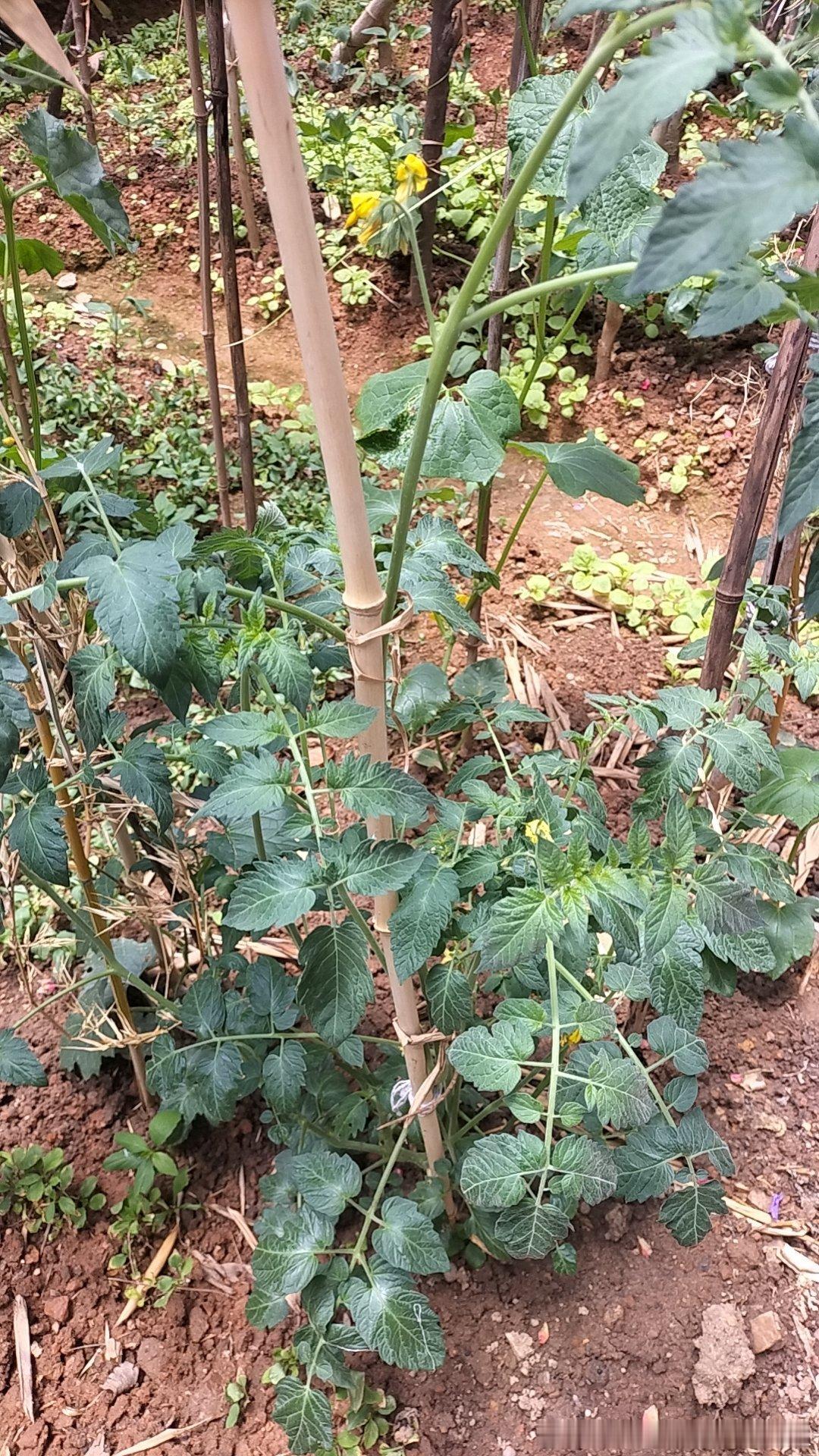 太喜欢这里吃完晚饭又来了真的很L凉快有风有人有色彩晚上遛弯骑行好去处为了减肥为了