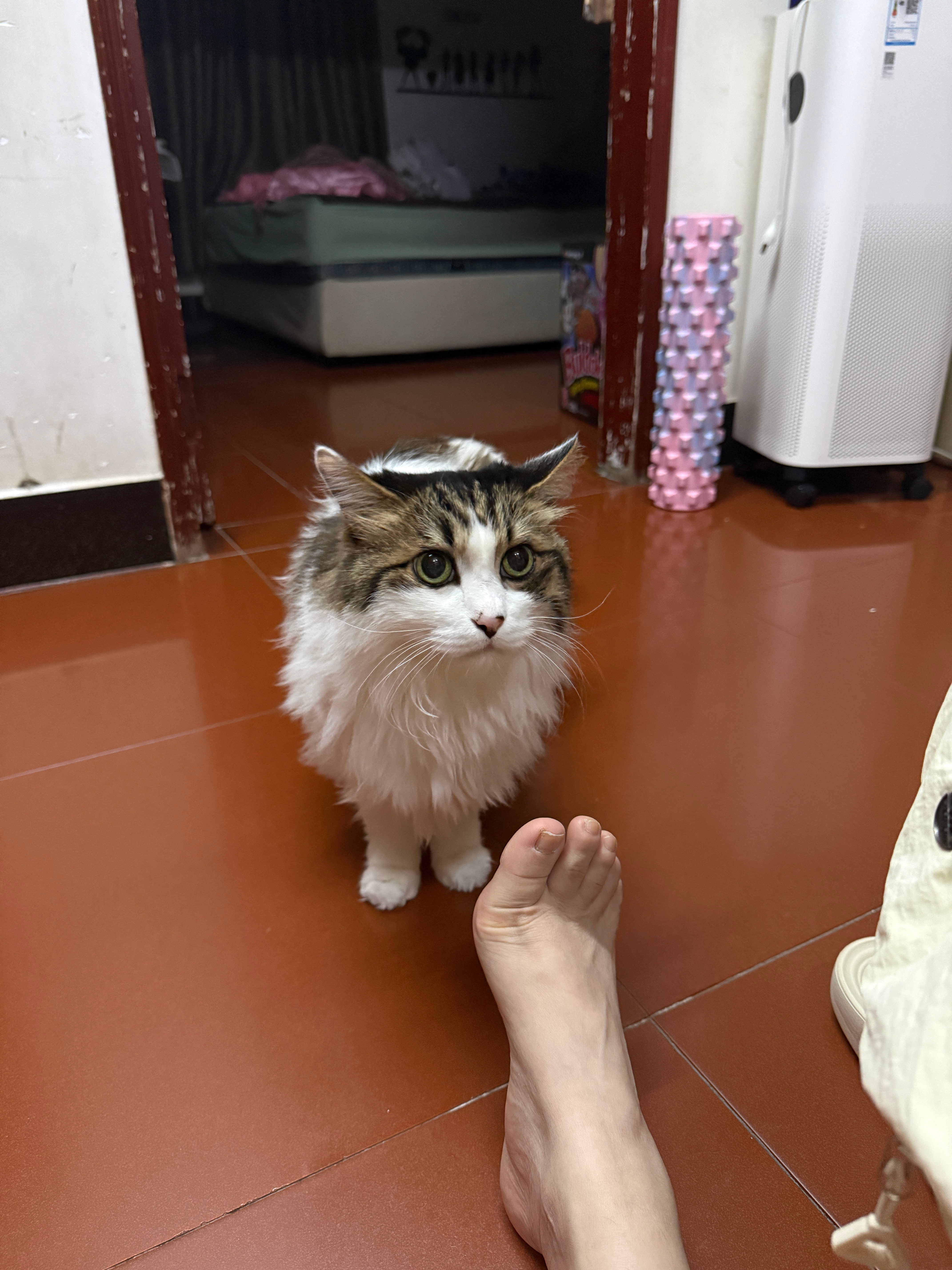 一下来就蹭我脚 第二天的米氮平mi也是 一下来就蹭蹭 ​​​