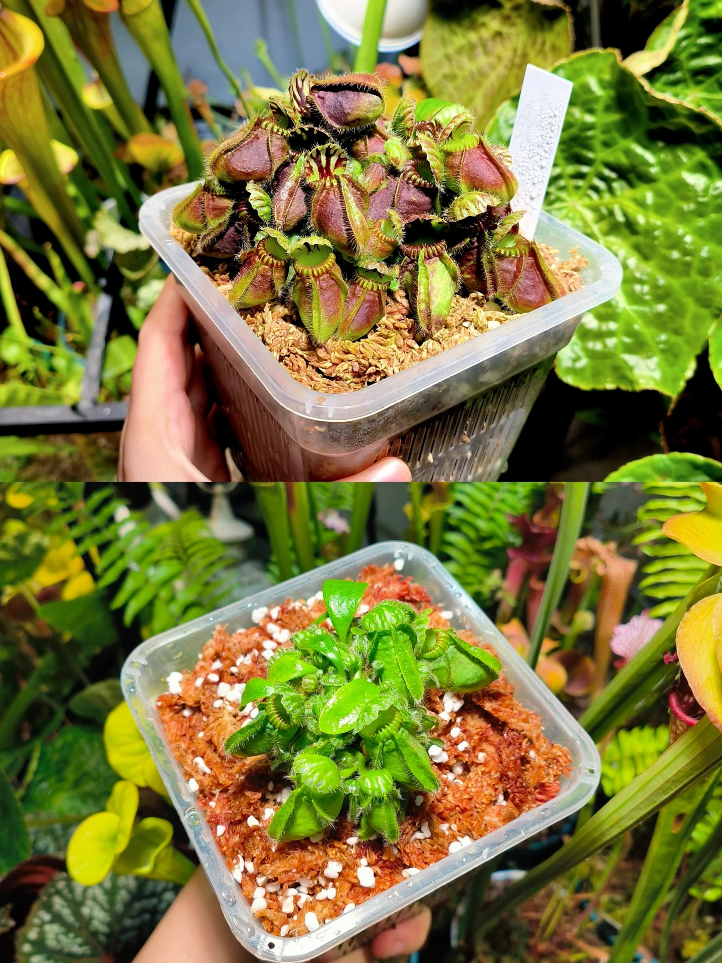 是谁养土瓶不上色?