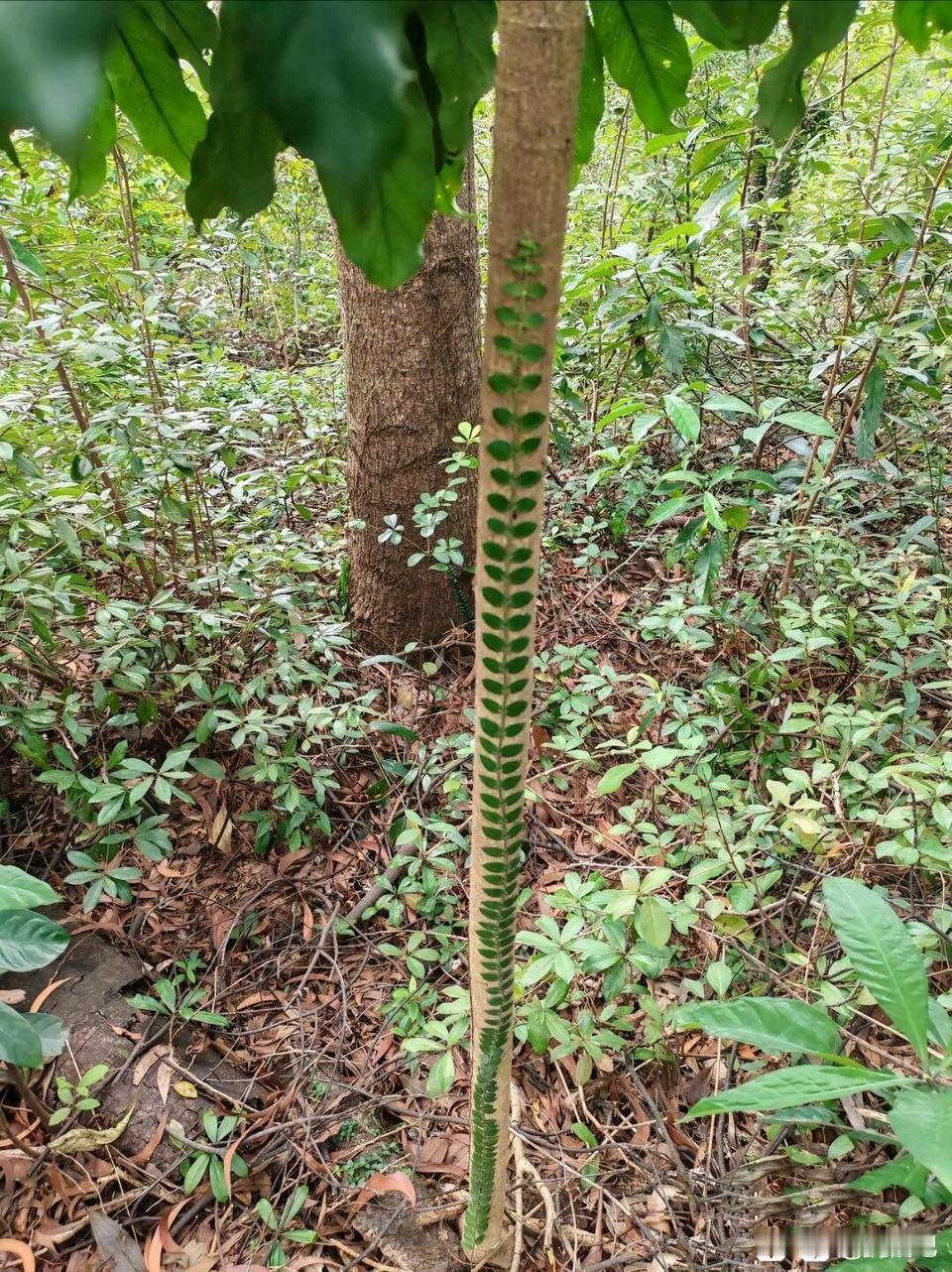 这东西吓人不[呲牙]