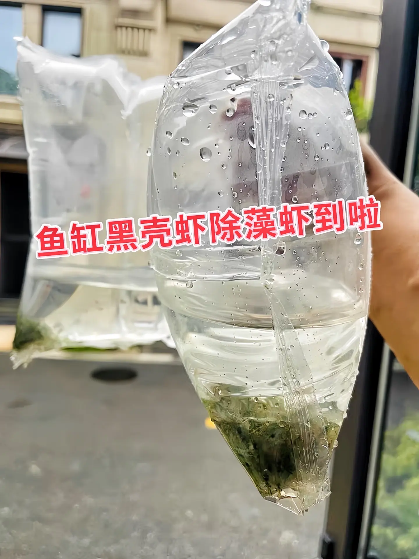 黑壳虾放入鱼缸有诸多好处。它可以清洁鱼缸，通过吃掉藻类，像绿藻、褐藻...
