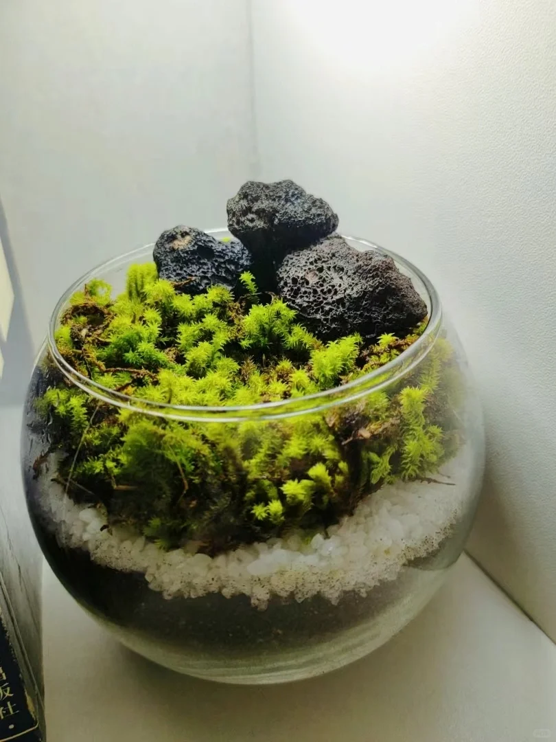 肥嘟嘟的小苔藓～真的能带来幸福感啊！