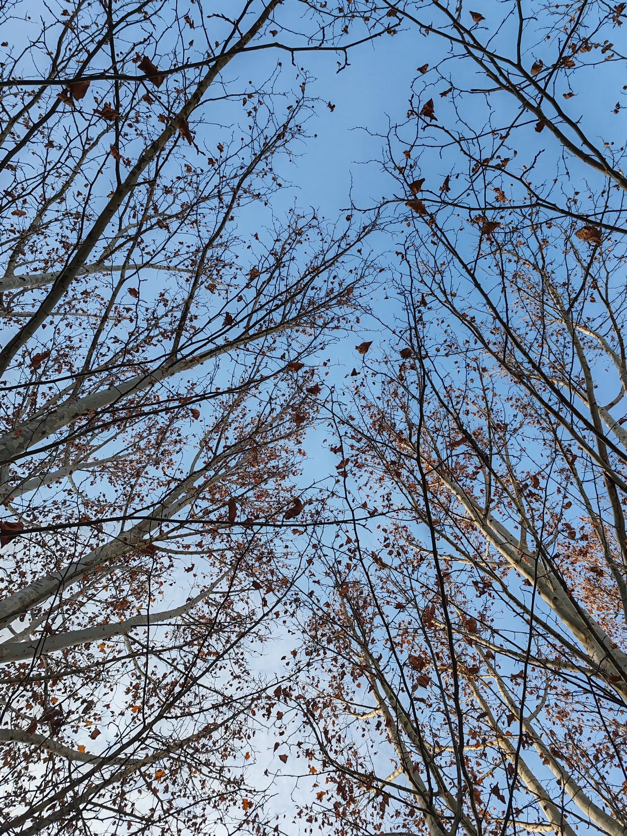 一张图证明冬天来了随手拍。