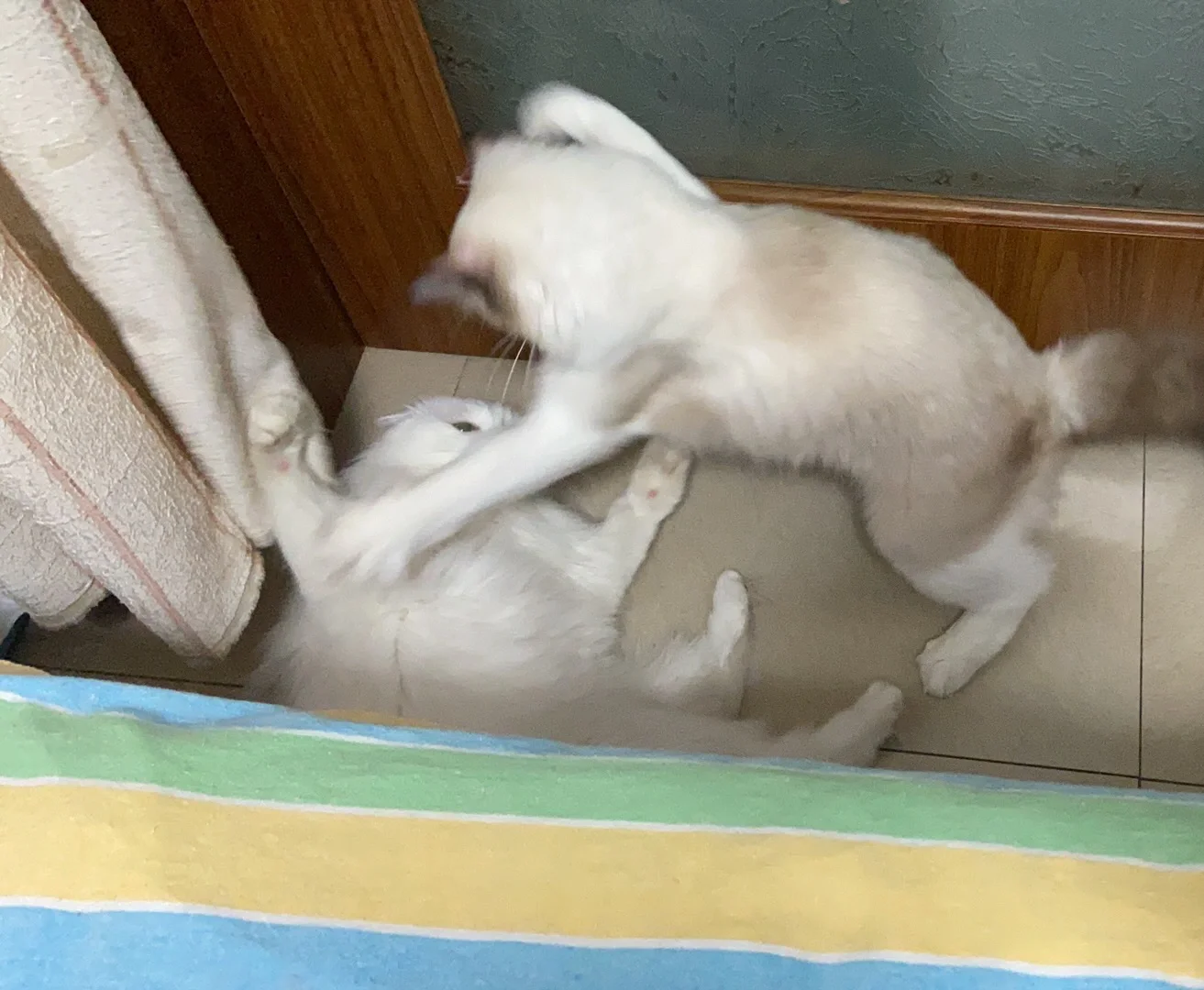 布偶眼里没有好🐱