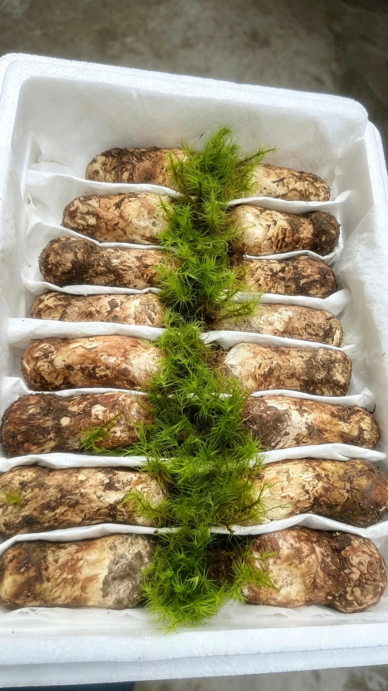为感情掏心掏肺，终究不被珍惜💔停止内耗，好好宠爱自己，用好食材滋养身心🍃🍄