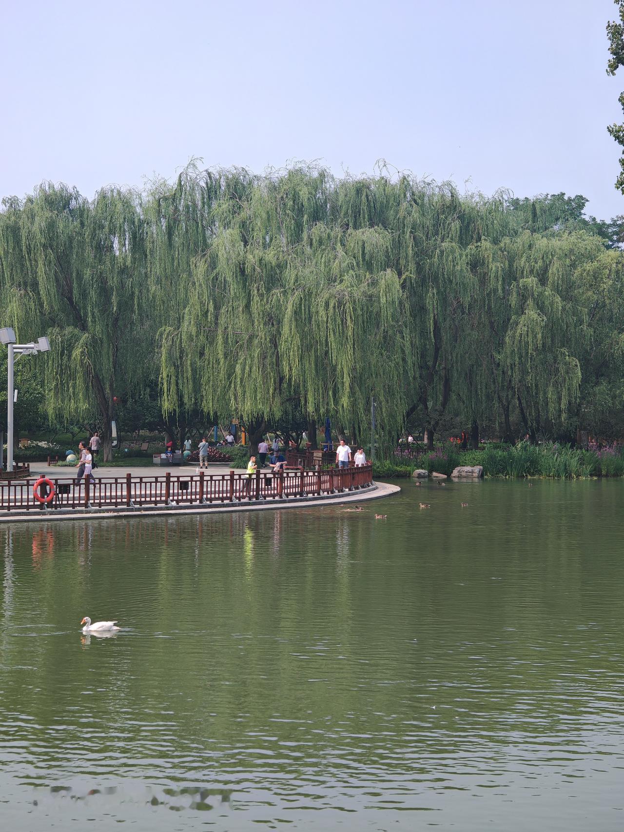 湖畔漫步，静谧时光。北京通州大运河森林公园里风景独好