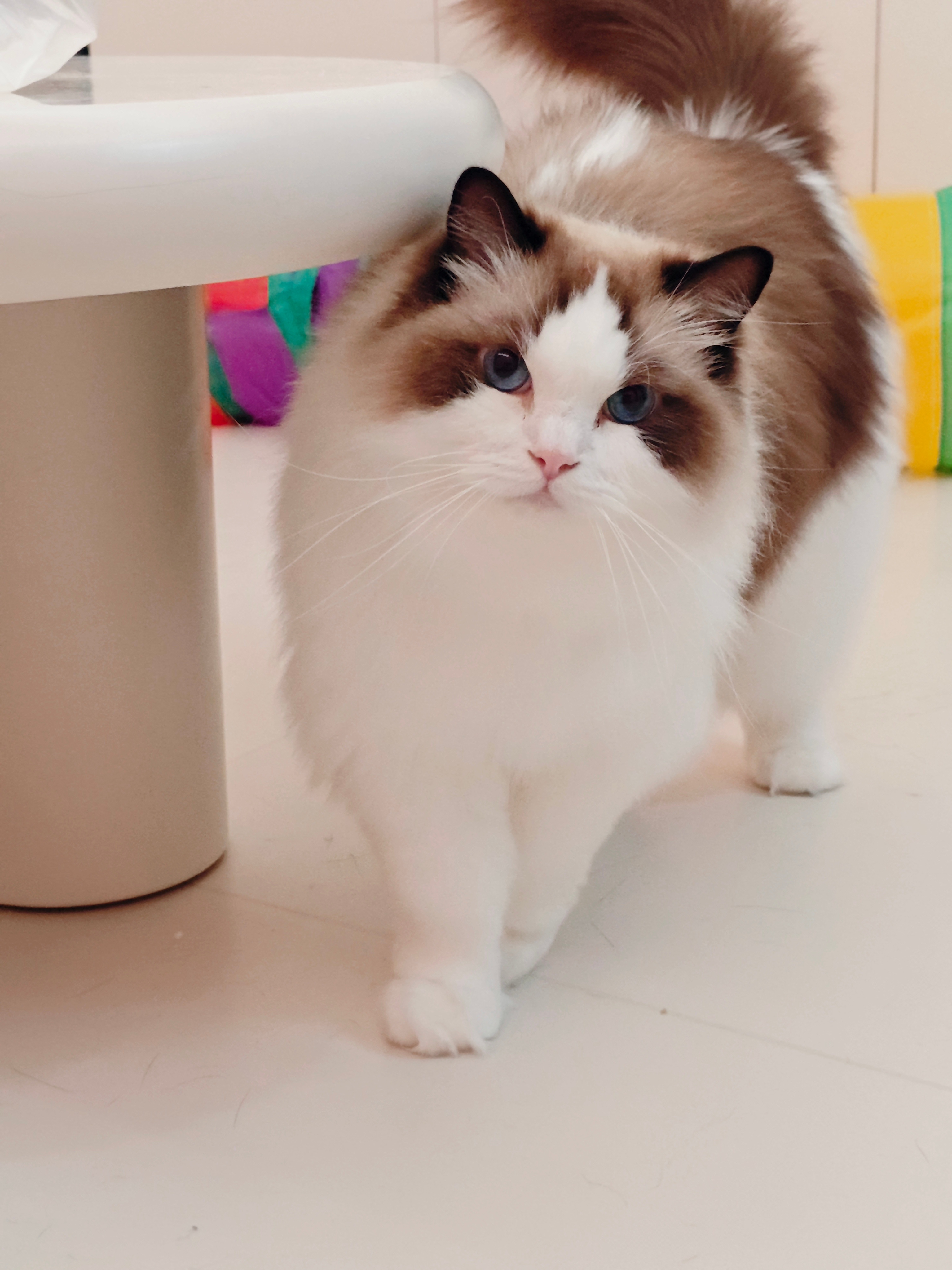 特别萌的两小只🐈🐈 