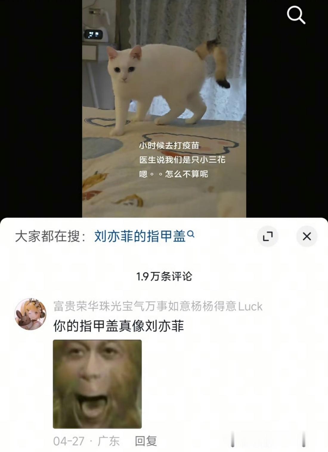 你的指甲盖真像刘亦菲这应该是脚指甲盖像刘亦菲[笑cry]，这怎么不算是三花呢[喵