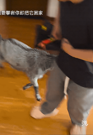 养这玩意必须住一楼，这是岩🐏要爬山的！[大笑]