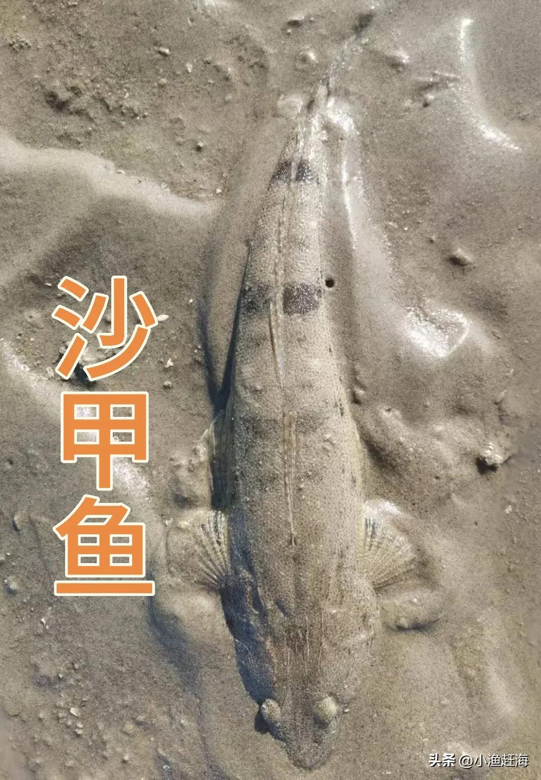 退潮后，沙甲鱼搁浅在生蚝场里，大约有斤半重