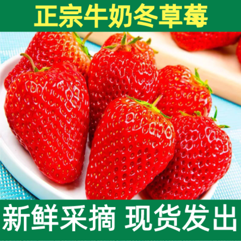 哇，最近发现这个高山种植的正宗奶香草莓也太诱人了吧！刚打开箱子就闻到那股扑鼻的香