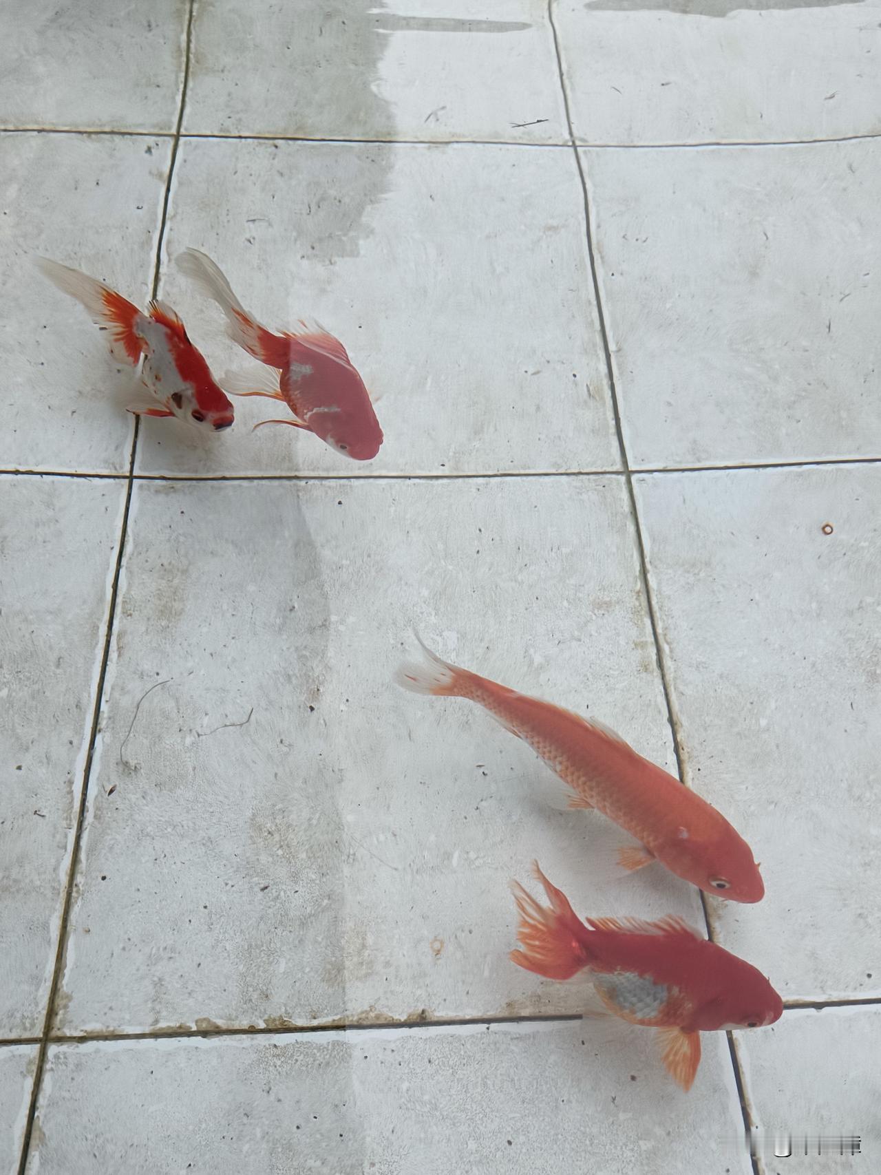 灵帝即位与第一次党锢之祸
汉桓帝没有儿子，窦太后便立解渎亭侯刘苌的儿子刘宏为皇帝
