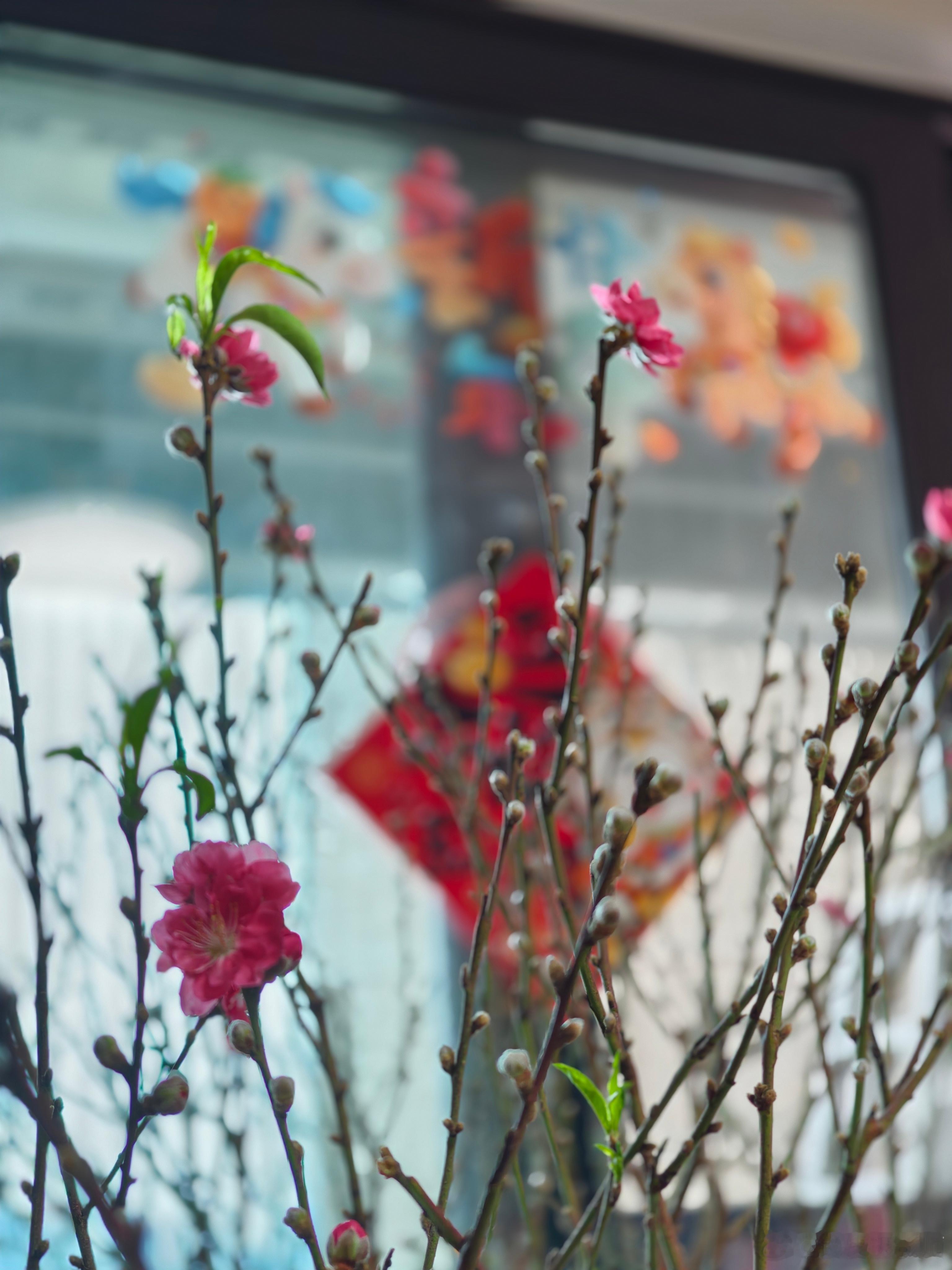 大年初一，恭贺新禧！花开富贵，万事胜意！一年一度，用年花打扮家里是必备节目！过年