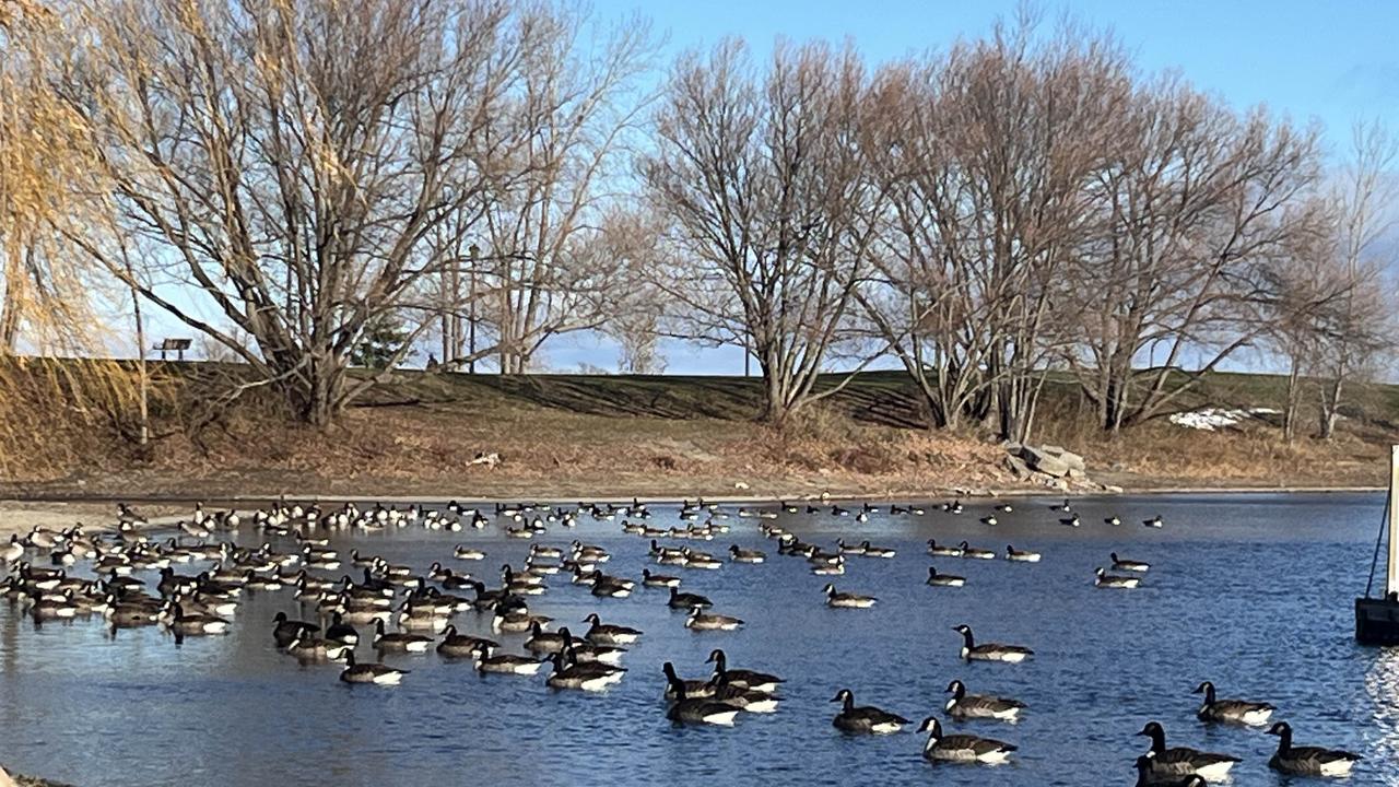 天气冷了，都知道往暖和的地方走[大笑]这个避风港来了好多大雁，水里的小鱼小虾真的