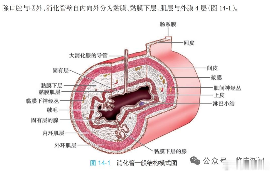 普通白光病理分层（组织学4层）1. 上皮层：最表层，单层柱状上皮（胃肠）/复层鳞