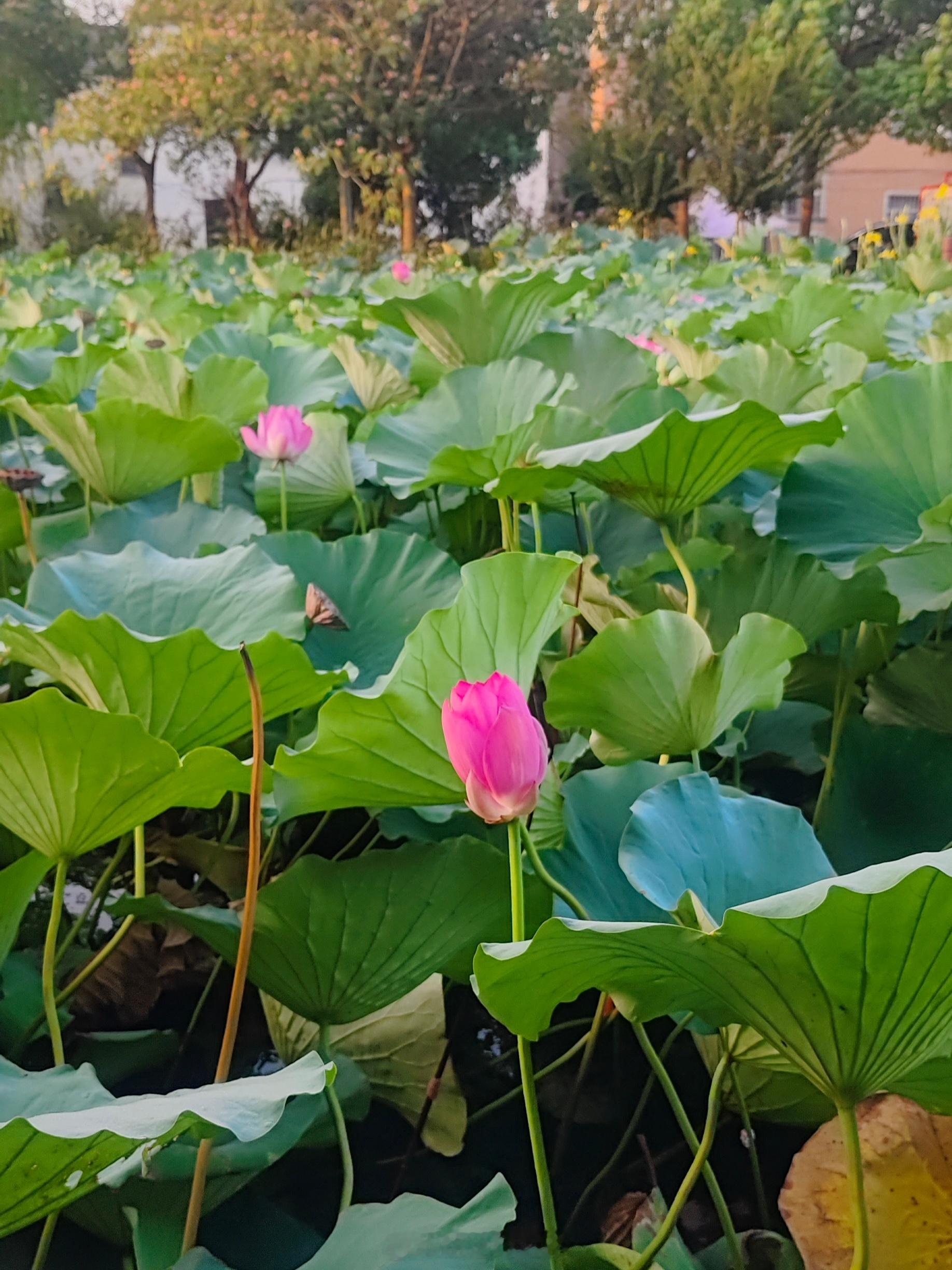 在上海青浦，有一处如诗如画的地方——蔡浜村。蔡浜村坐落于青浦金泽镇商榻，它原是淀