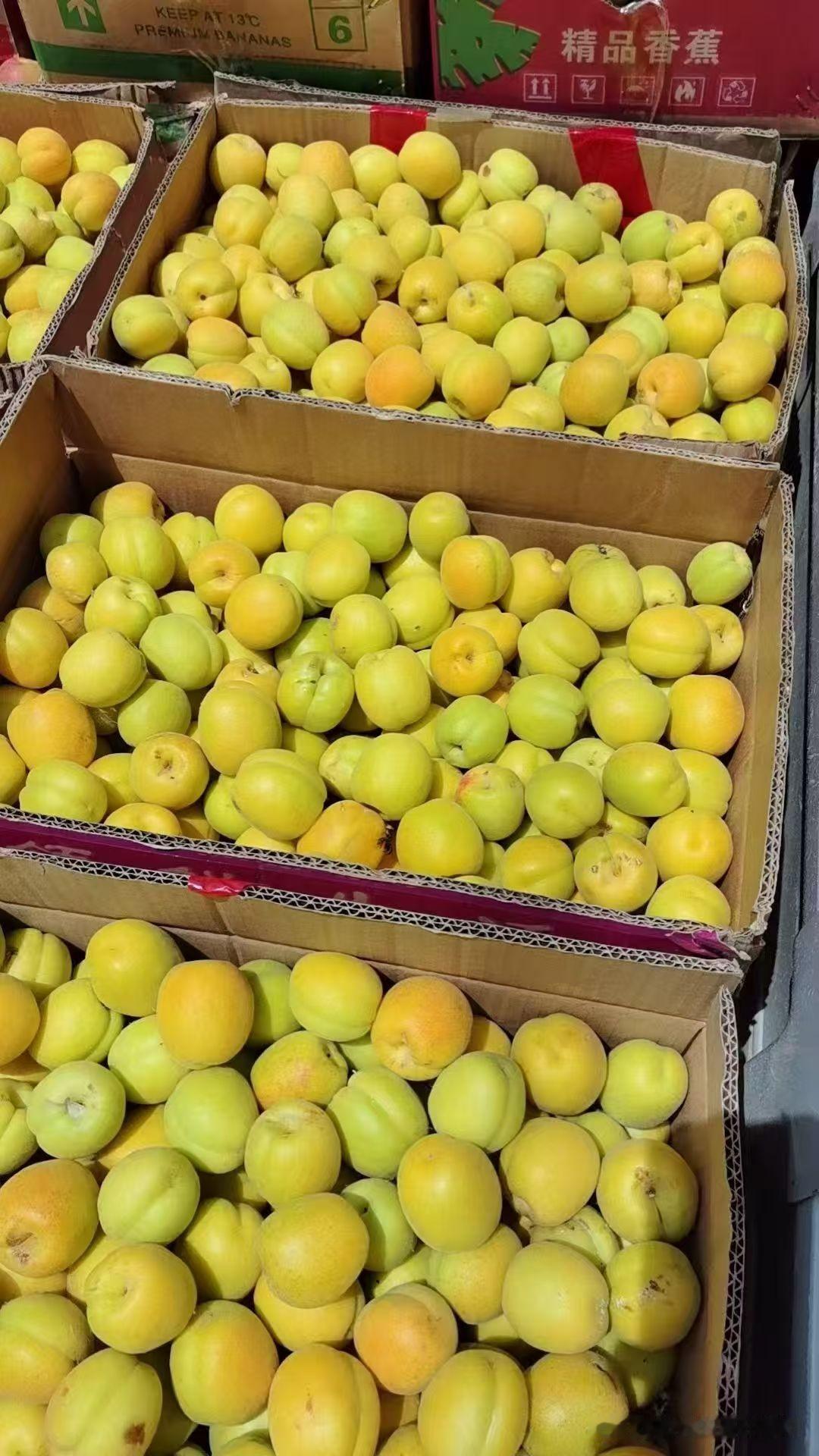 初夏限定
杏好有你
来吸北方初夏的甜
一筐筐麦黄杏
带着阳光温度
果皮晕着浅红