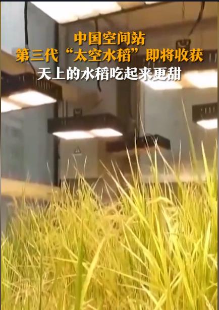 #中国空间站第三代太空水稻即将收获#实验证明，在太空也可以长出有活力的水稻。
这