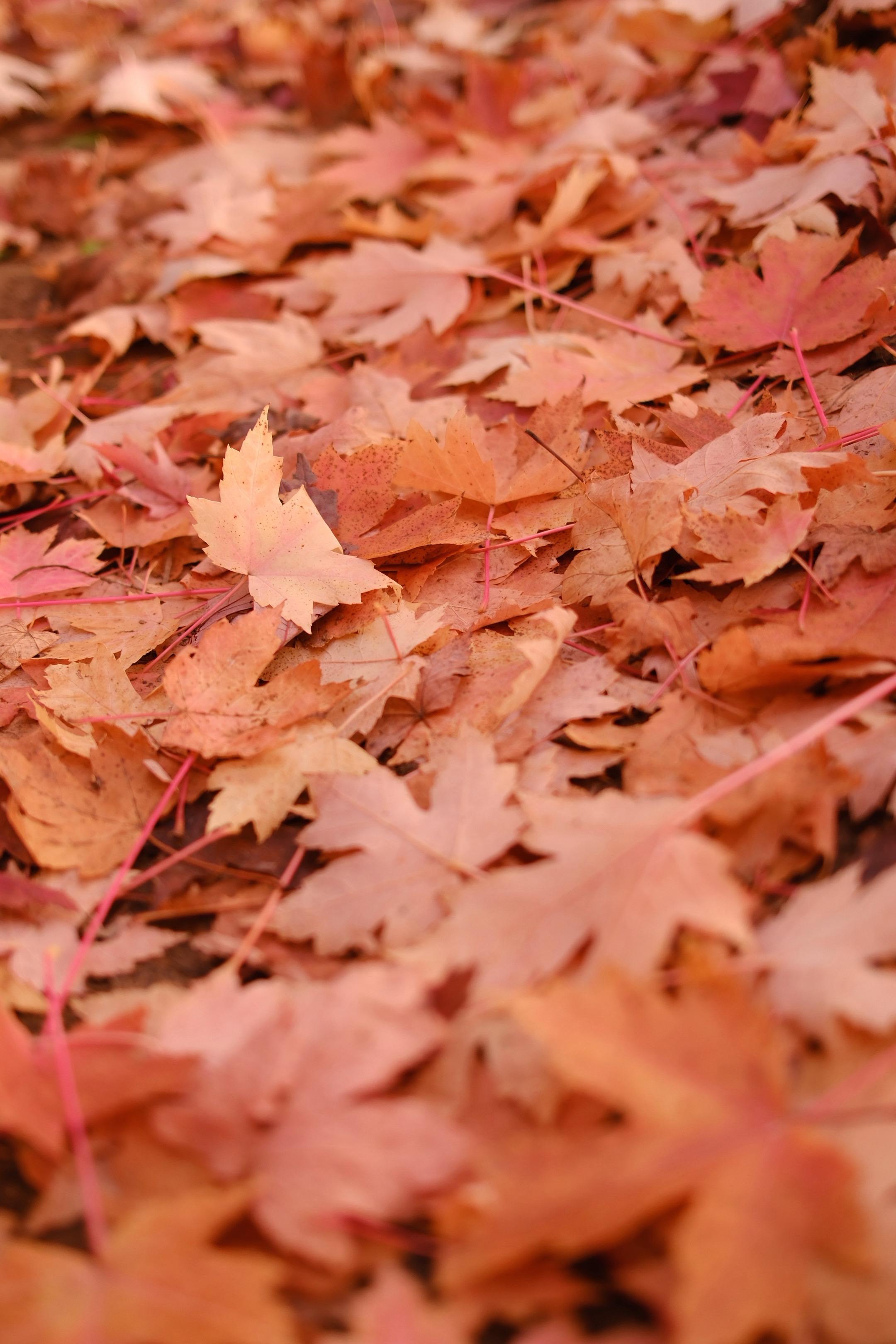 秋天来了。延庆区永宁镇永新堡村民委员会。🍂