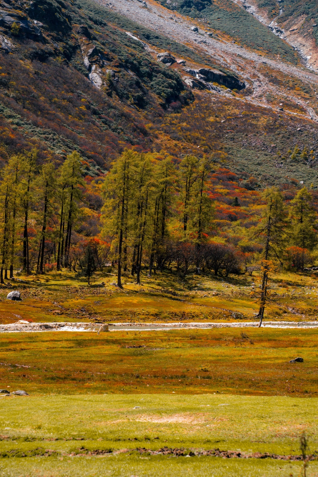接下来的毕棚沟，是川西封神级别的秋天！！