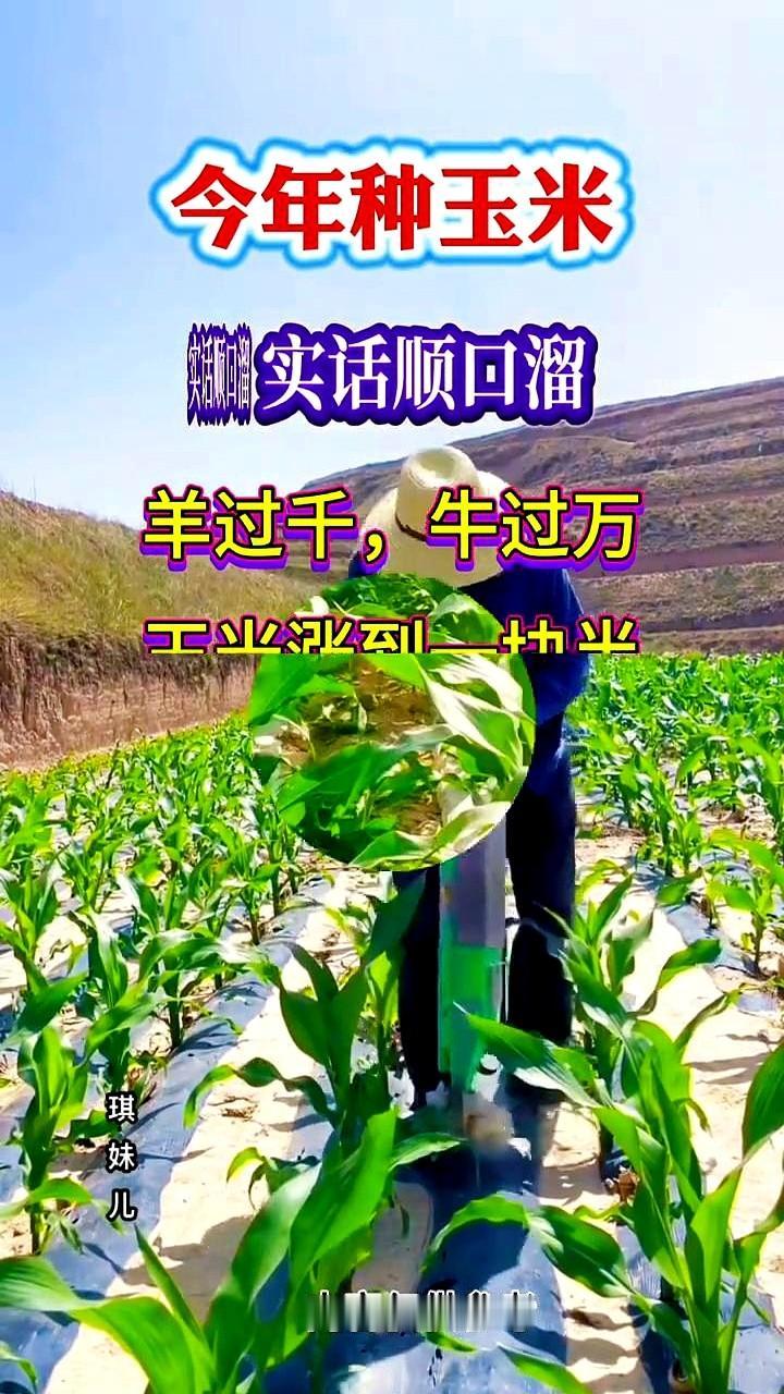 今年种玉米实话顺口溜。

琪妹儿。

你听这顺口溜里说的，一粒玉米千滴汗，那可是