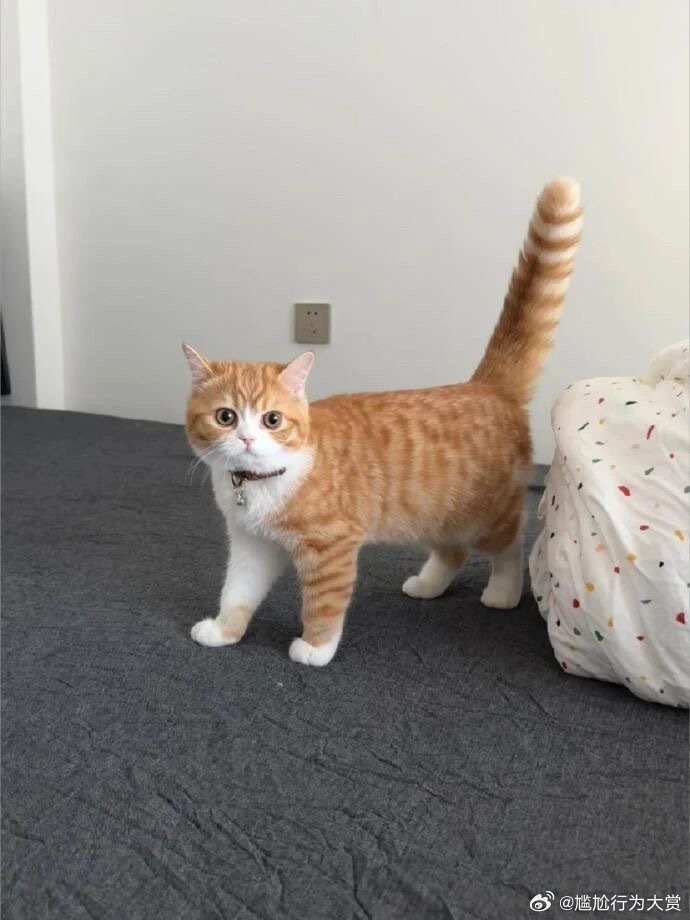 🐈简直一模一样 宠物卖萌中心 ​​​