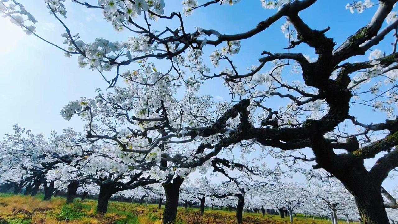 三月的鄂西北，老梨树的虬枝上突然爆出雪白梨花。黝黑苍劲的枝干如风骨老者，沉默间藏