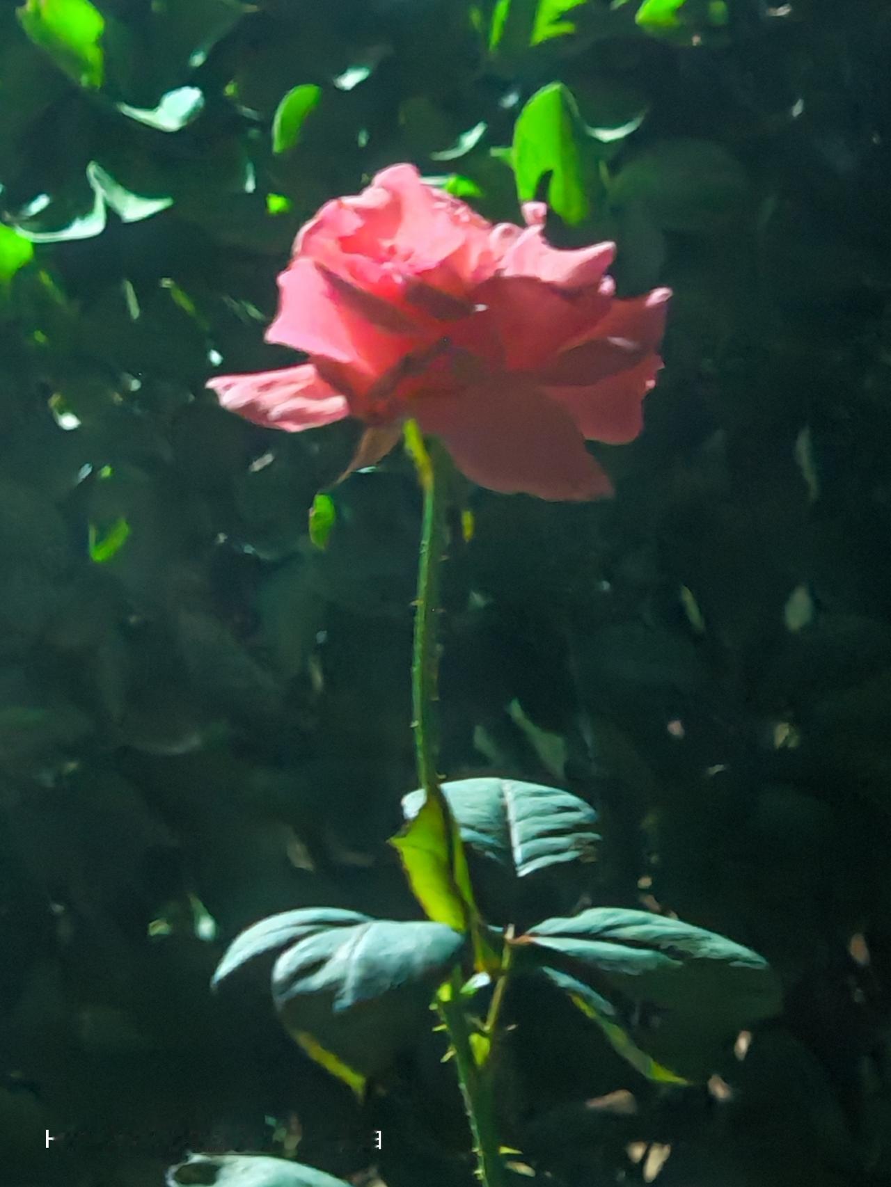 玫瑰，盛开在绿野。北京通州华远铭悦小区里的月季花