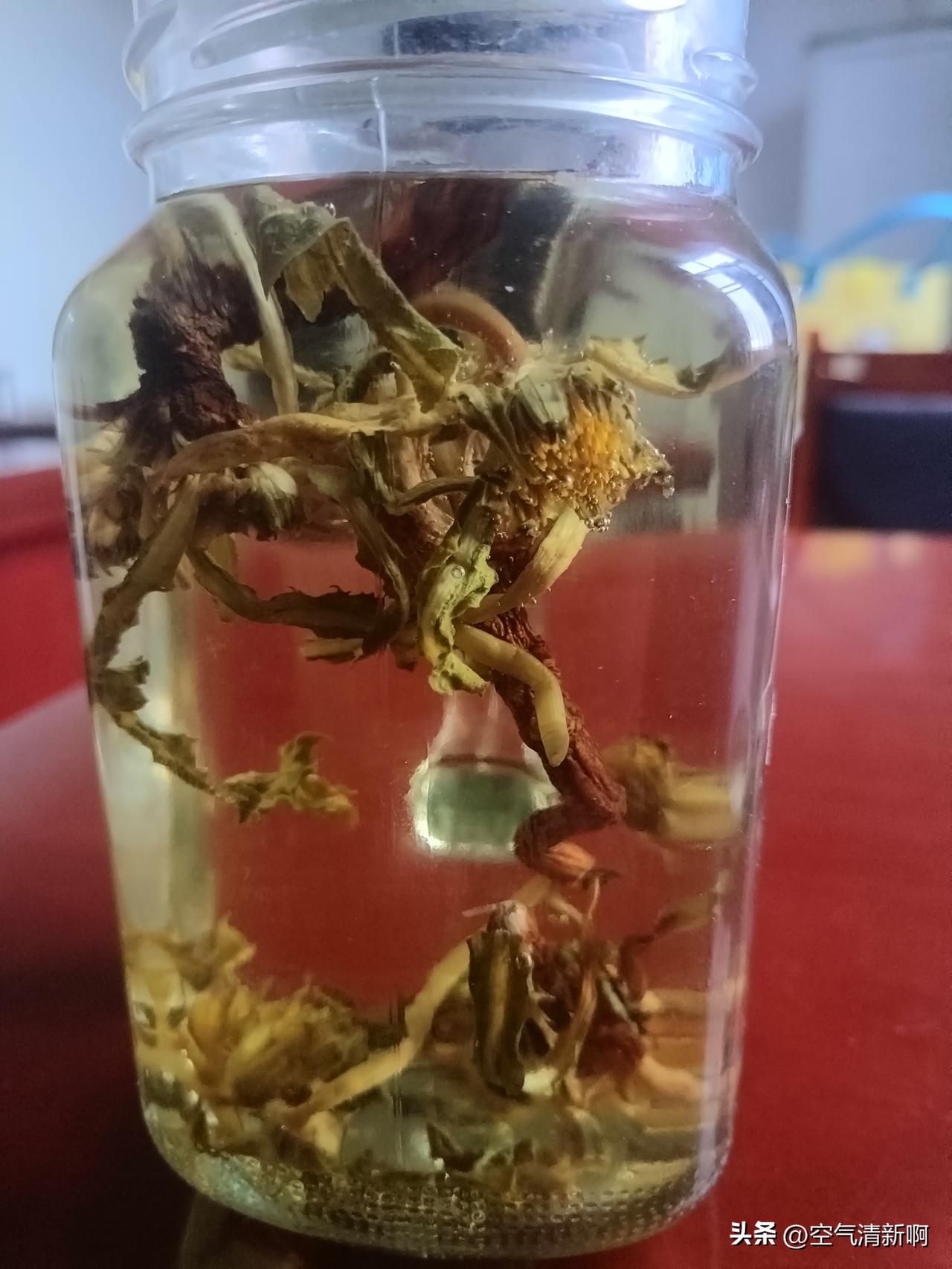 这两天有点上火，嘴边起了好几个疙瘩。
老太太给了点自己挖的蒲公英，都是整棵带根叶