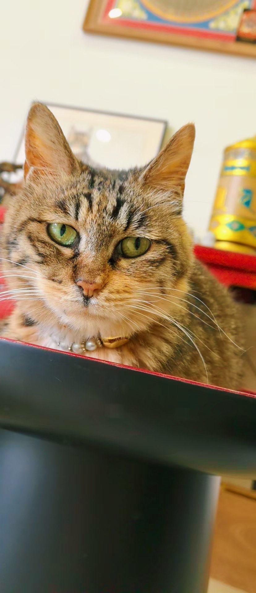 难怪小狗那么淡定老奶奶看到捡回来的小猫的表情。[费解] ​​​