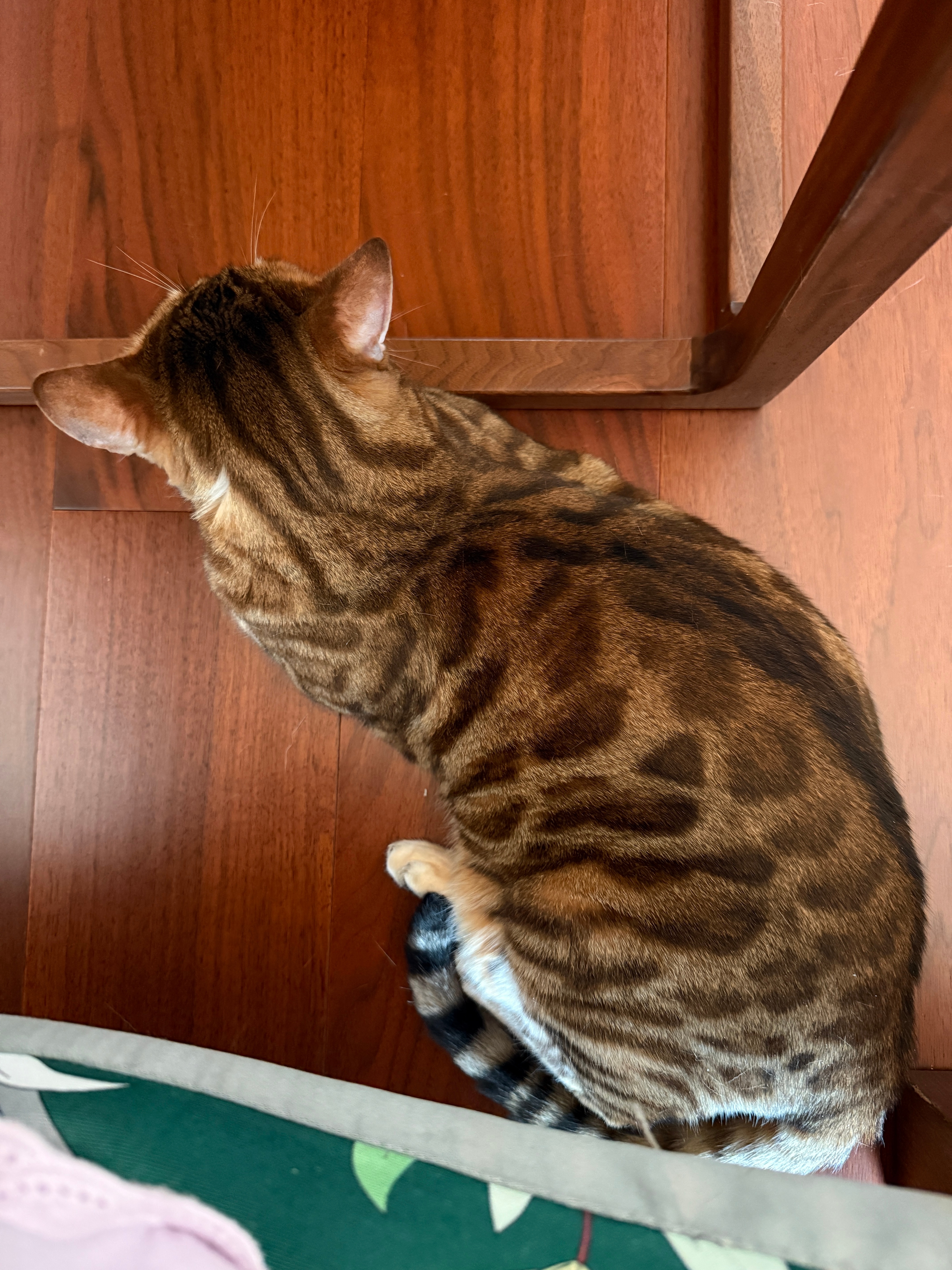 我起床了，我的大花猫也跟着起床了，不管我在哪里，阿祖都会在离我不到一米的地方守着