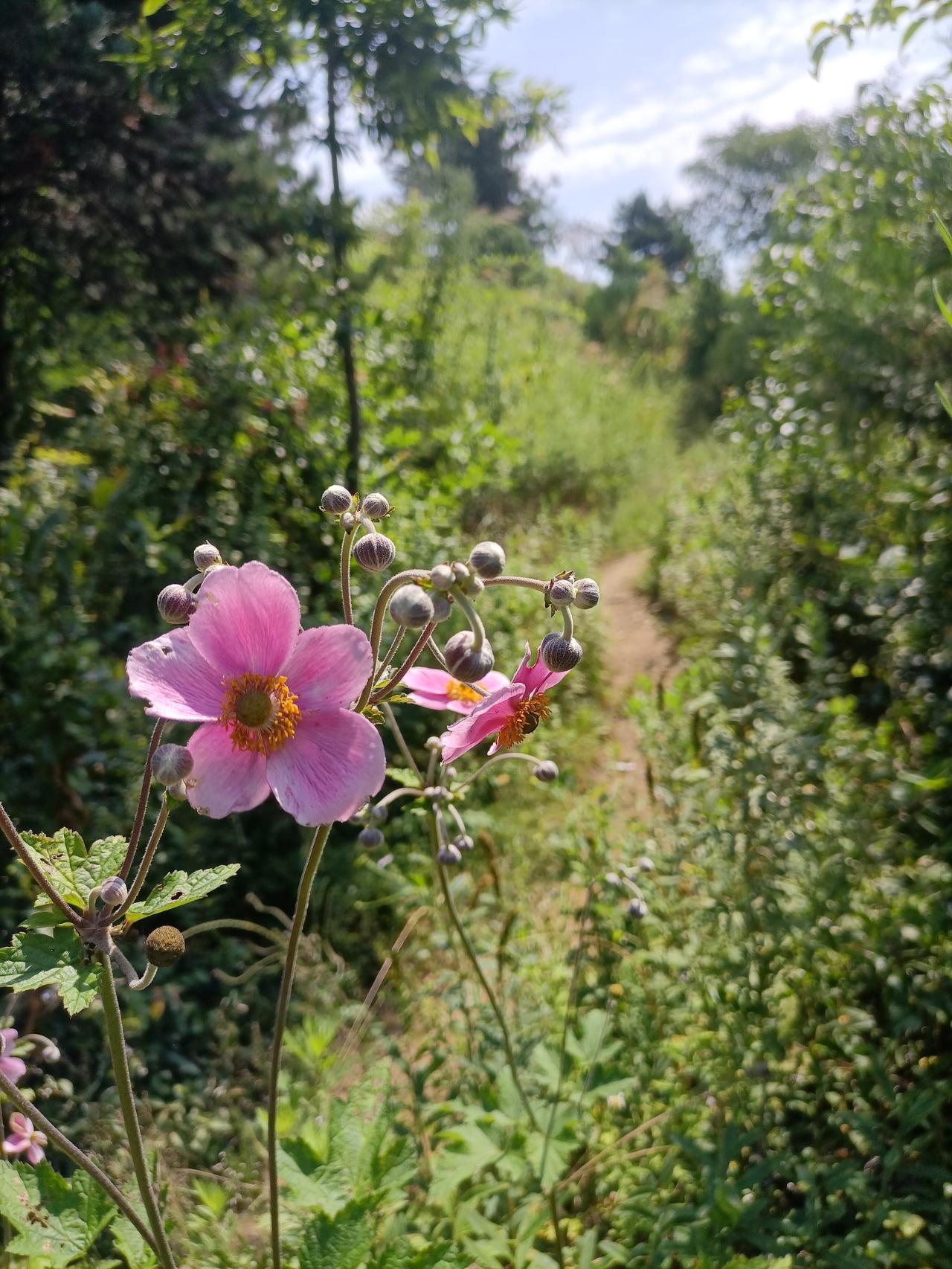 【夏之韵·待到山花烂漫时】夏日生活打卡季
人的一生就是在不断的遇见，再见，再相见