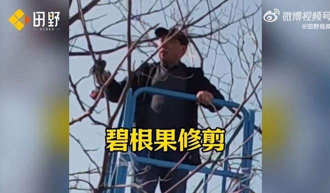 #一毕业就有3年工作经验的应届生##大学教授种碧根果11年成行业天花板# 教授彭