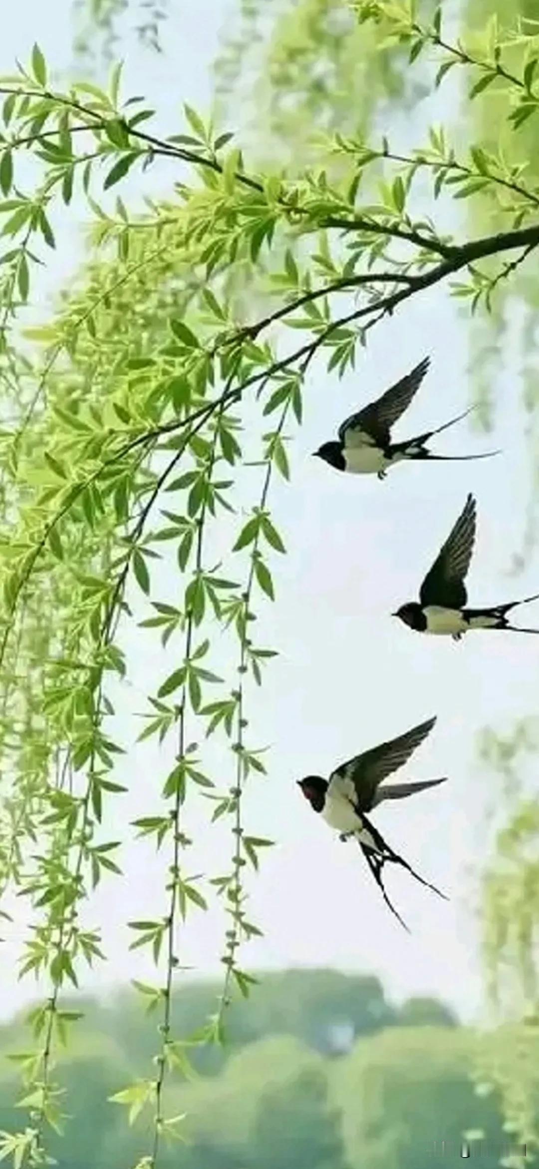 《满庭芳·春满人间》
 
马踏春归，
芳铺满院，
晴光遍染雕梁。
有缘相逢，
思