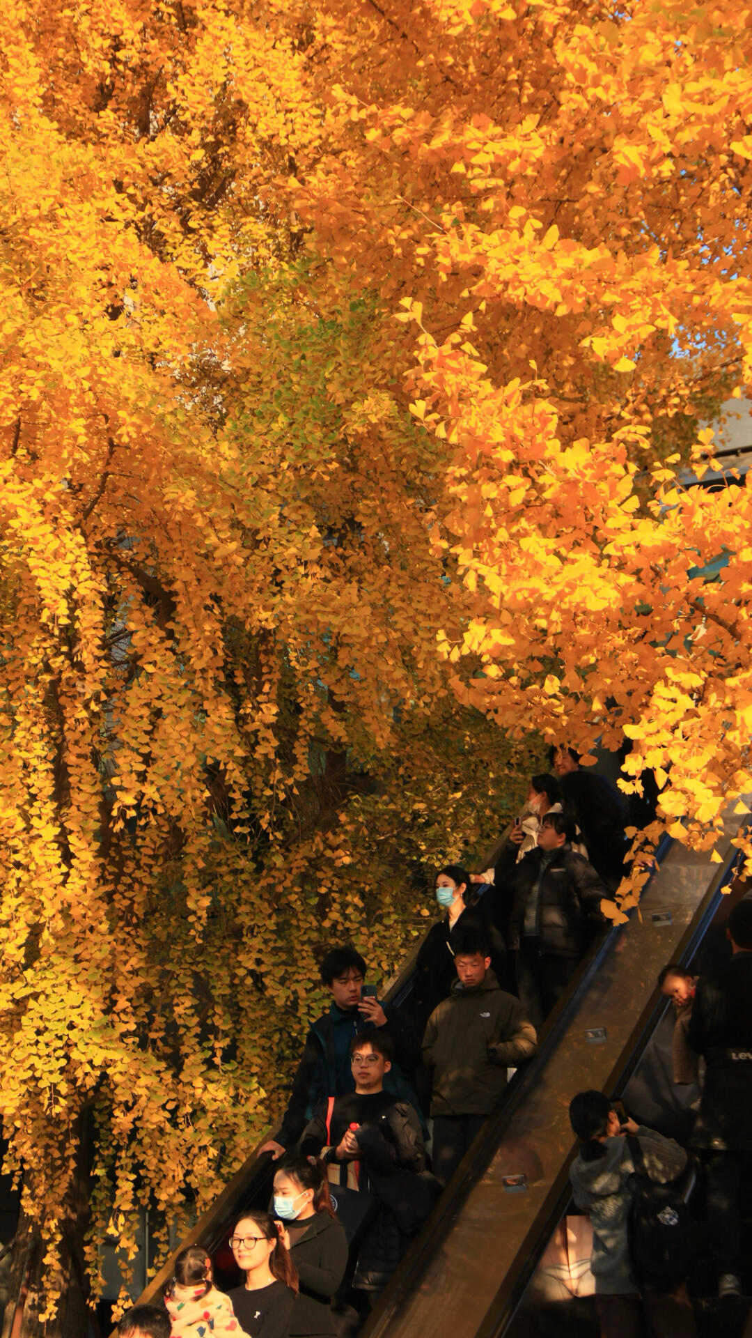 杭州新年的含金量还在上升杭州的冬天是金色的杭州新年的含金量直接拉满！西湖落日给湖