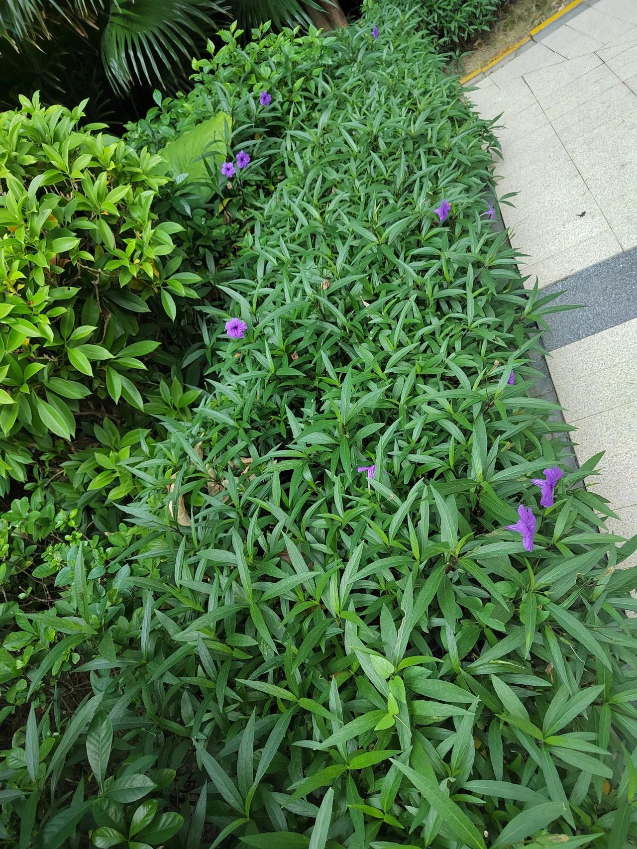 #上联，圆圆缺缺天上月，求下联？#偷偷摸摸地下情。