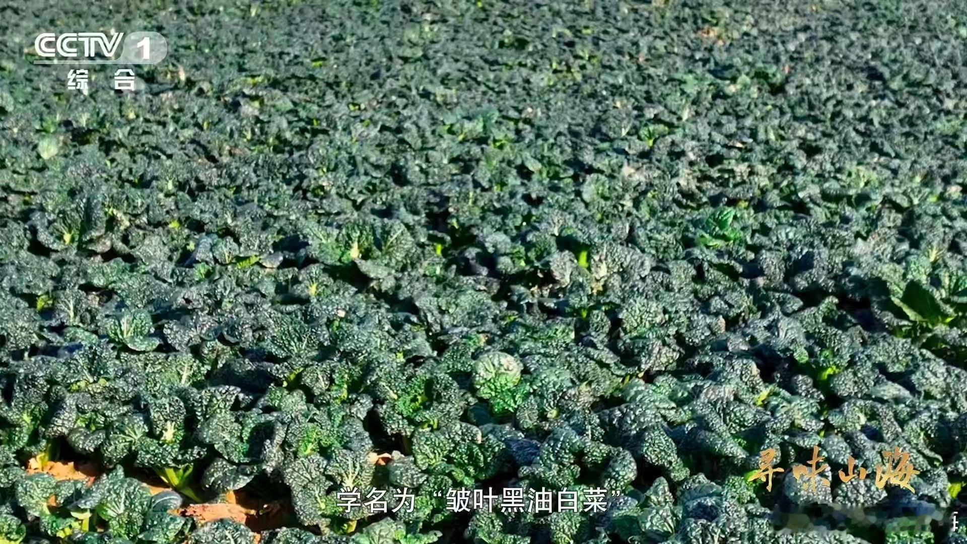 会吹泡泡的蔬菜湖北有种0摄氏度严选青菜 不是所有青菜都敢“吹泡泡”。它只为寒冬而