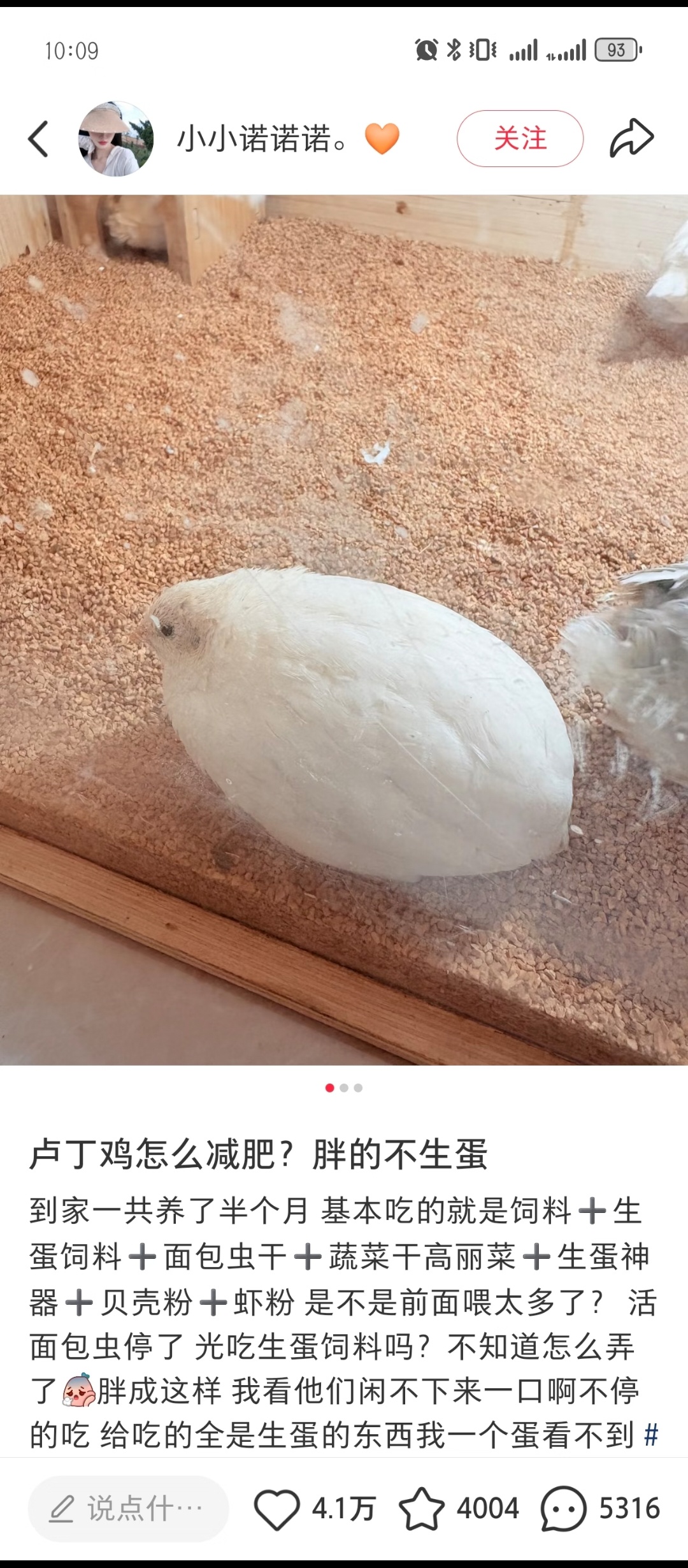 关于鸡的减肥问题 ​​​