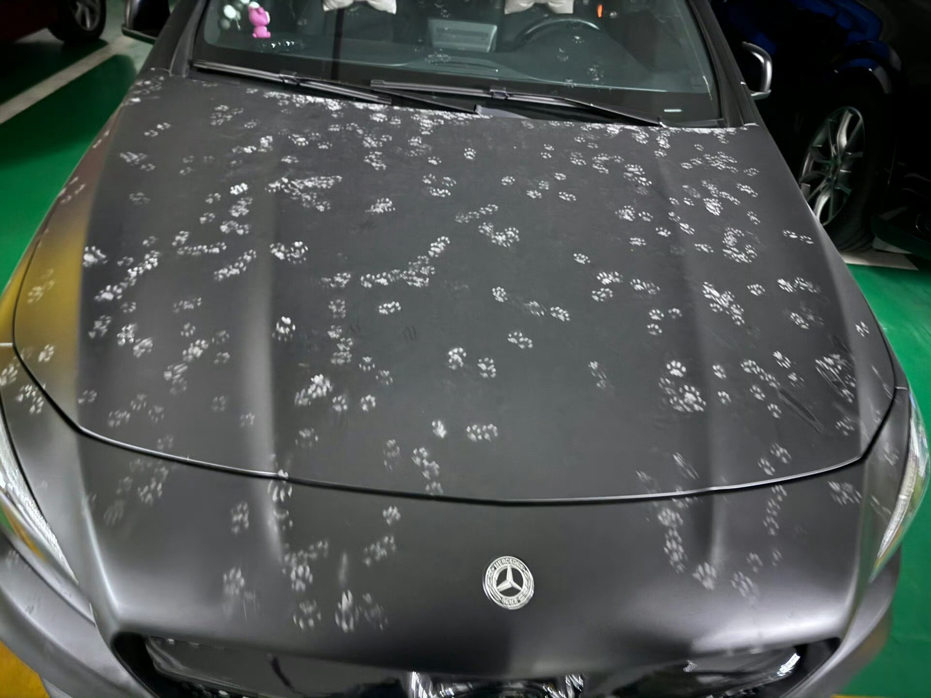 发现了猫咪集体蹦迪的证据 ​​​
